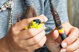 Close up of a bird being banded