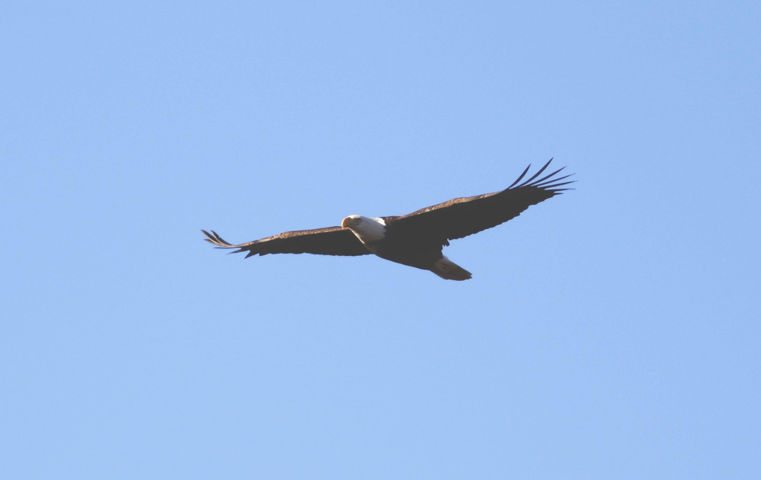 Bald Eagle flying. 